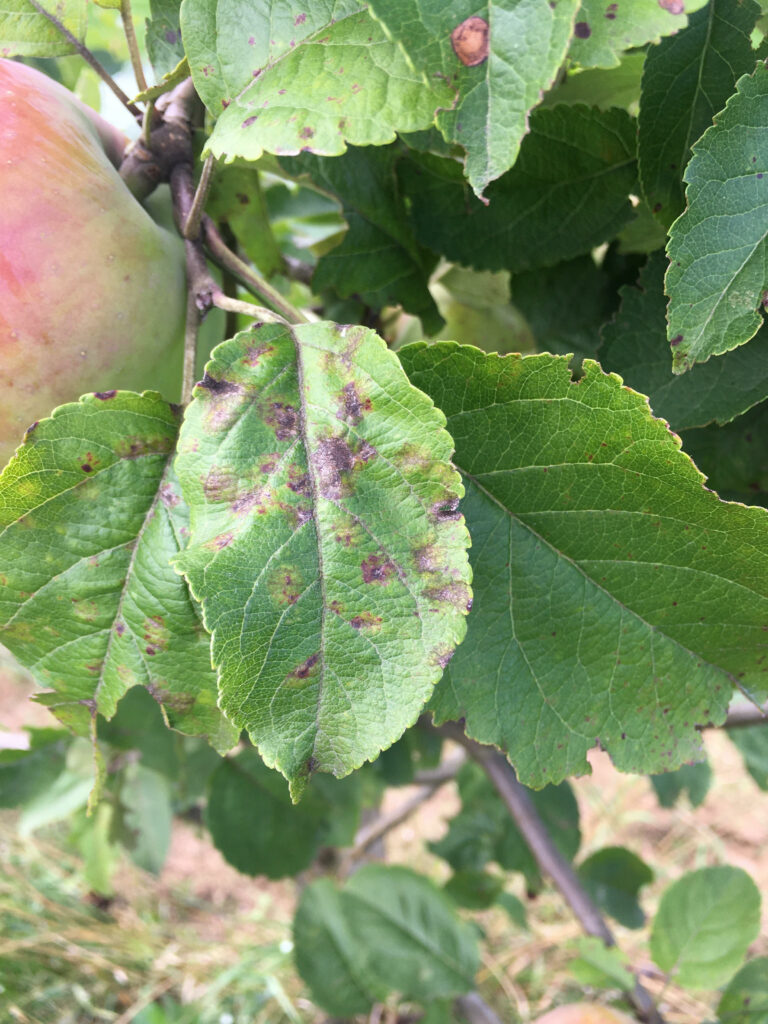 Images of leaves damaged by scab